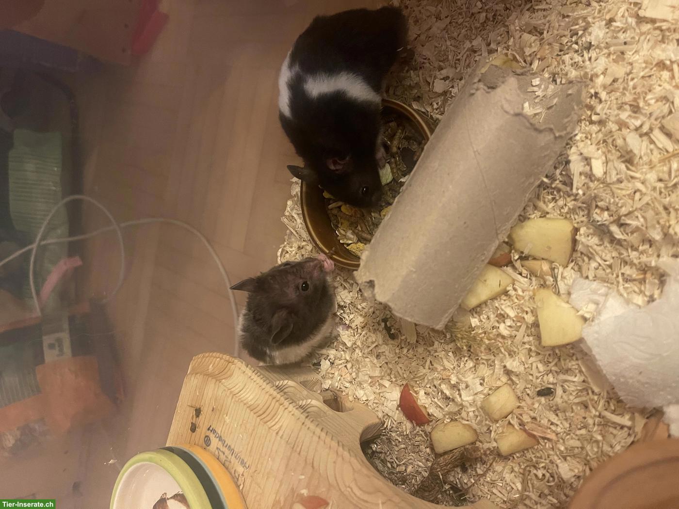 Bild 4: Goldhamster/Teddyhamster aus Hobbyzucht