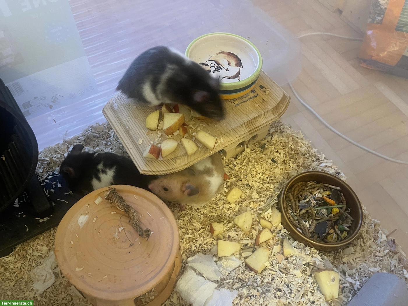 Bild 5: Goldhamster/Teddyhamster aus Hobbyzucht
