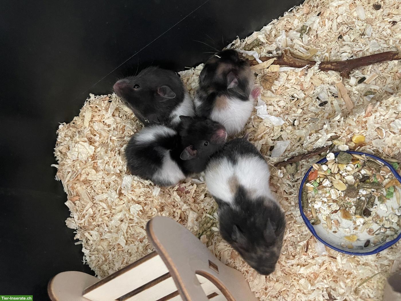 Bild 7: Goldhamster/Teddyhamster aus Hobbyzucht