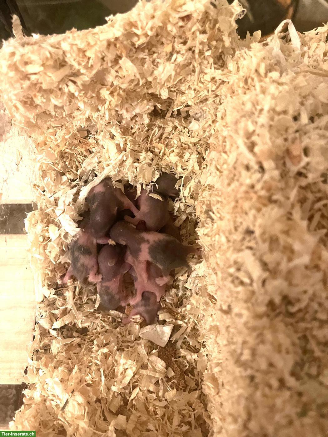 Bild 8: Goldhamster/Teddyhamster aus Hobbyzucht