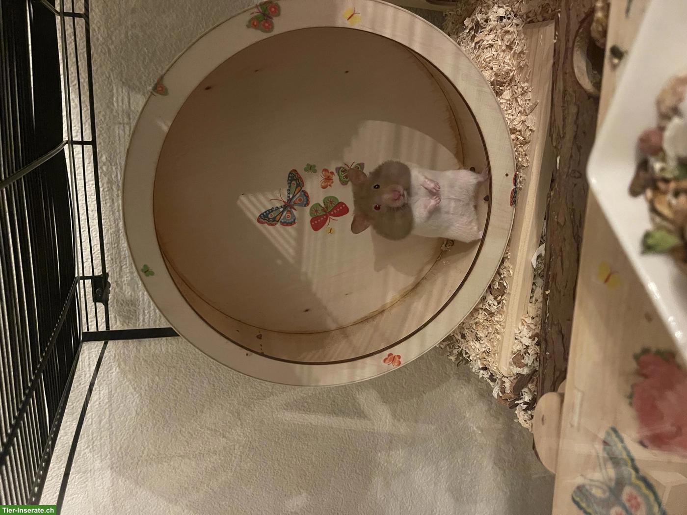 Bild 9: Goldhamster/Teddyhamster aus Hobbyzucht