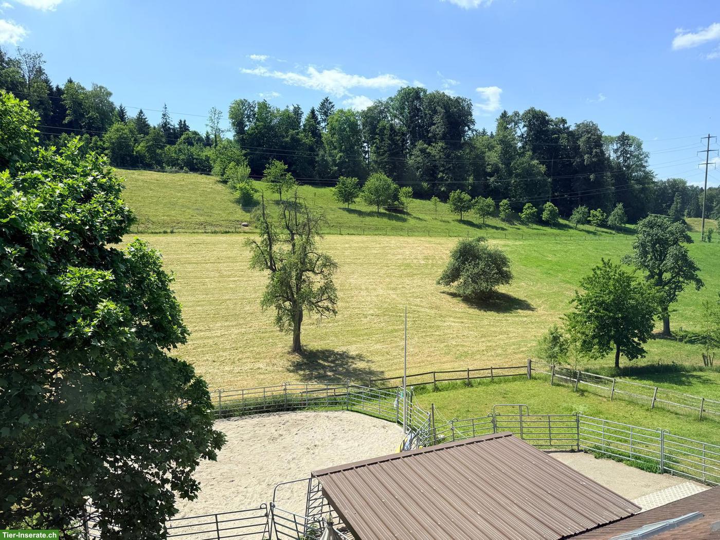 Bild 2: Offenstallplatz frei für Pony/Kleinpferd in Mühlau AG