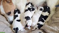 Jack Russell Terrier Welpen, Tricolor