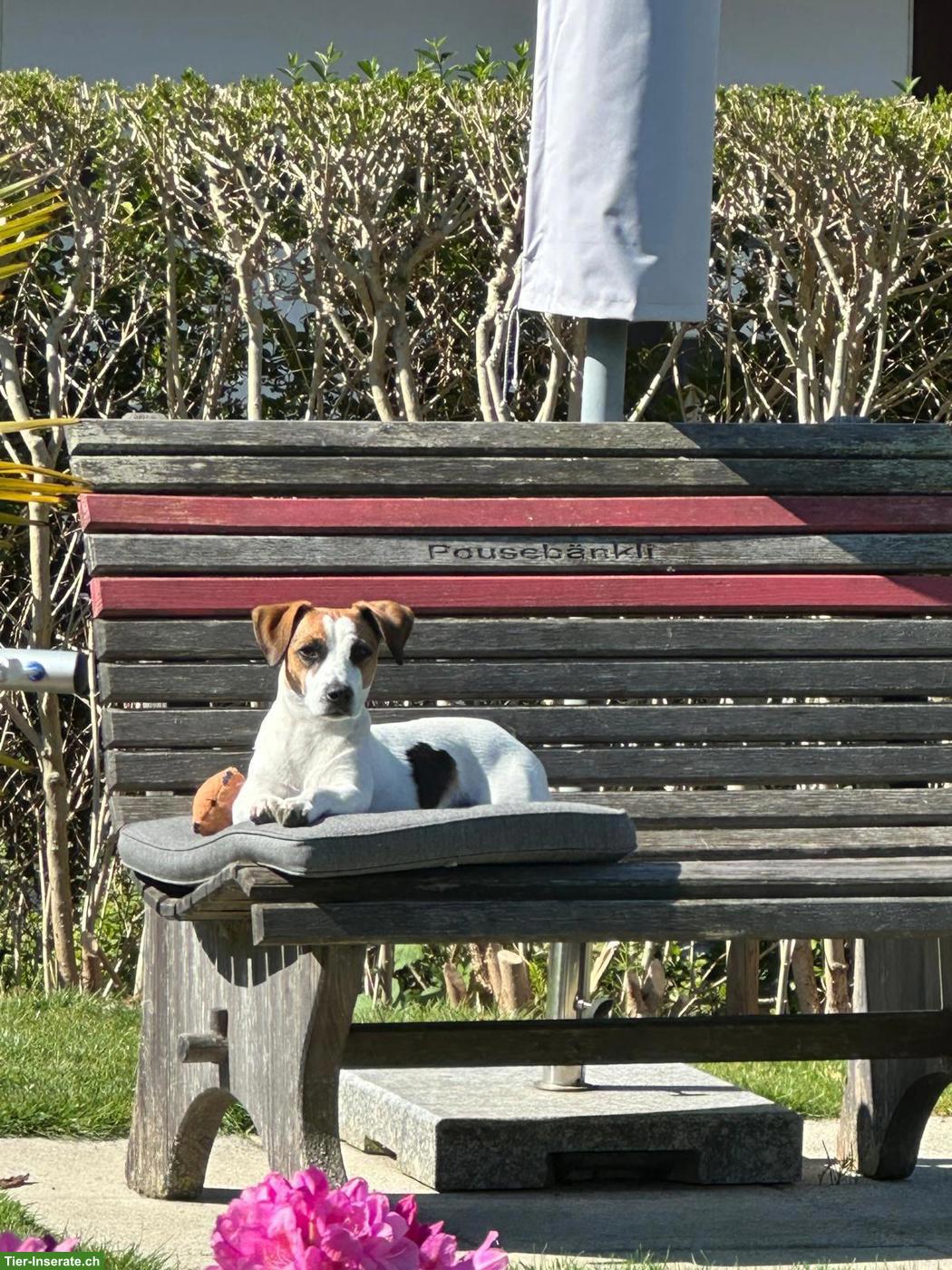Bild 2: Jack Russell Terrier Welpen, Tricolor