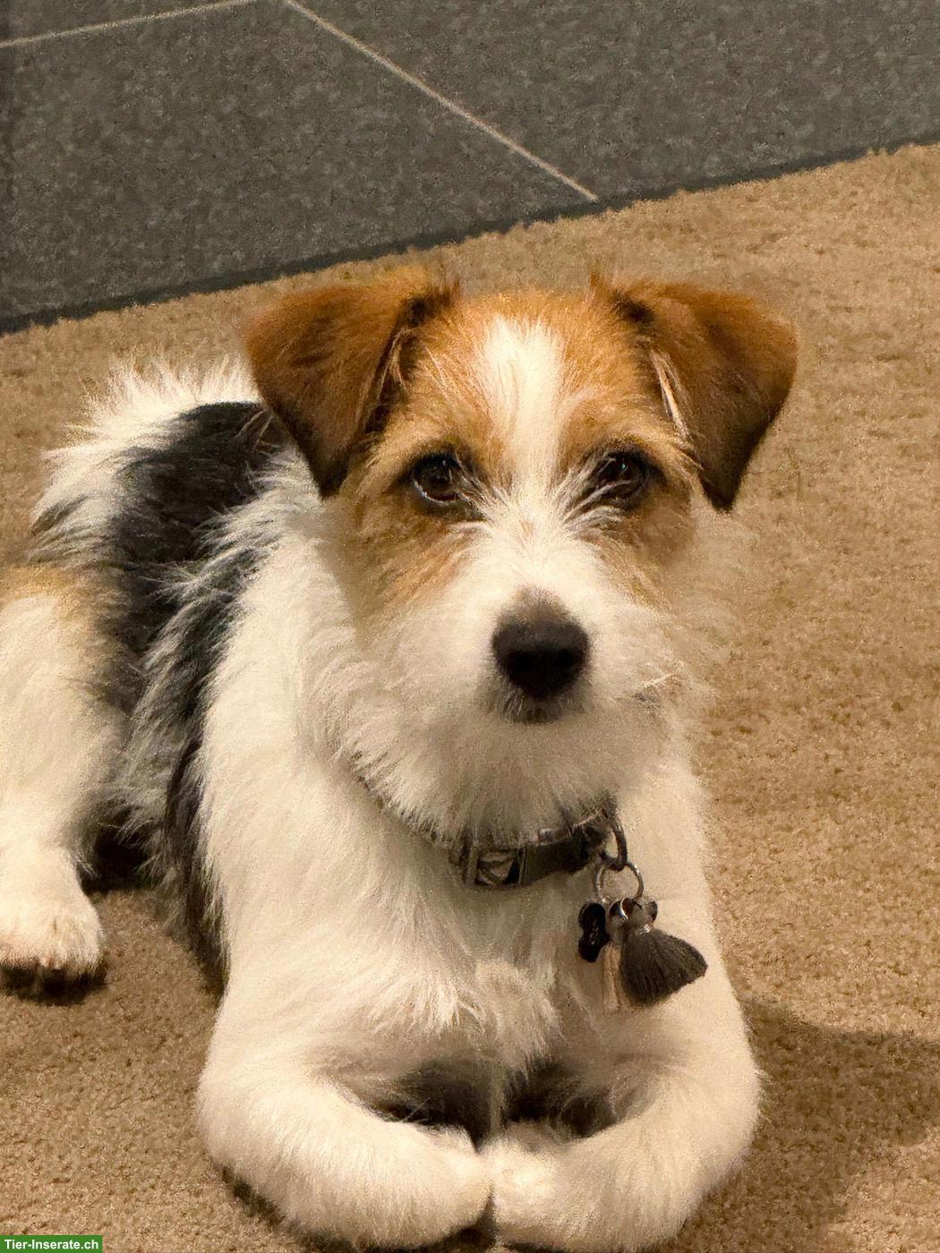 Bild 3: Jack Russell Terrier Welpen, Tricolor