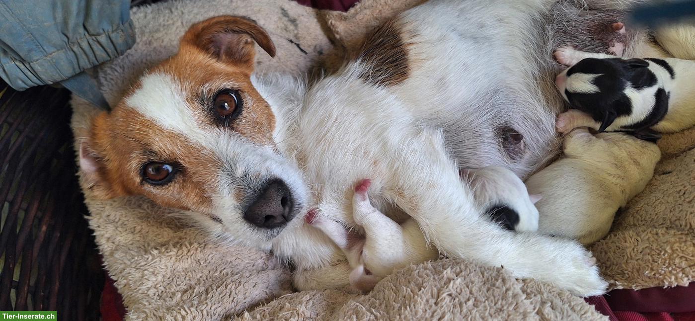 Bild 4: Jack Russell Terrier Welpen, Tricolor