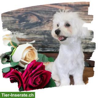 Darlingdogs Schwerzenbach: Grooming ohne Käfig, ohne Stress