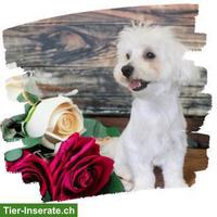 Darlingdogs Schwerzenbach: Grooming ohne Käfig, ohne Stress