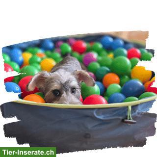 Bild 2: Darlingdogs Schwerzenbach: Grooming ohne Käfig, ohne Stress