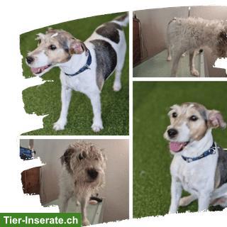 Bild 3: Darlingdogs Schwerzenbach: Grooming ohne Käfig, ohne Stress