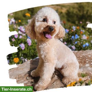 Bild 4: Darlingdogs Schwerzenbach: Grooming ohne Käfig, ohne Stress