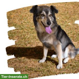 Bild 5: Darlingdogs Schwerzenbach: Grooming ohne Käfig, ohne Stress