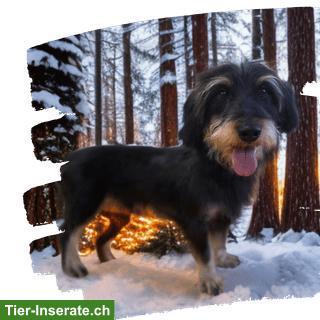 Bild 6: Darlingdogs Schwerzenbach: Grooming ohne Käfig, ohne Stress