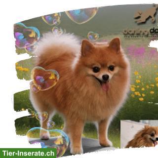 Bild 7: Darlingdogs Schwerzenbach: Grooming ohne Käfig, ohne Stress