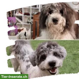 Bild 8: Darlingdogs Schwerzenbach: Grooming ohne Käfig, ohne Stress