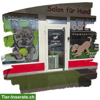 Hunde-Pflichtkurse Kt. Zürich §10 & §13 - Darling Dogs Schwerzenbach