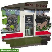 Hunde-Pflichtkurse Kt. Zürich §10 & §13 - Darling Dogs Schwerzenbach
