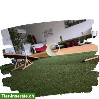 Bild 6: Hunde-Pflichtkurse Kt. Zürich §10 & §13 - Darling Dogs Schwerzenbach