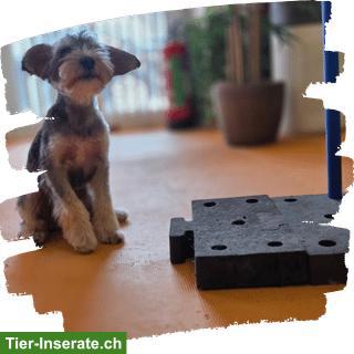 Bild 7: Hunde-Pflichtkurse Kt. Zürich §10 & §13 - Darling Dogs Schwerzenbach