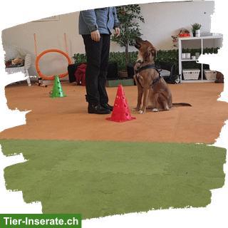 Bild 8: Hunde-Pflichtkurse Kt. Zürich §10 & §13 - Darling Dogs Schwerzenbach