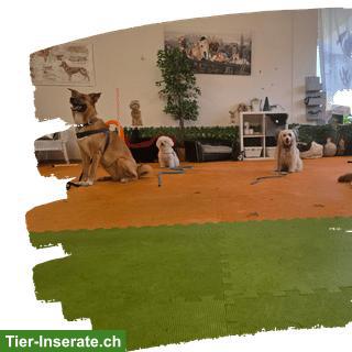 Bild 9: Hunde-Pflichtkurse Kt. Zürich §10 & §13 - Darling Dogs Schwerzenbach