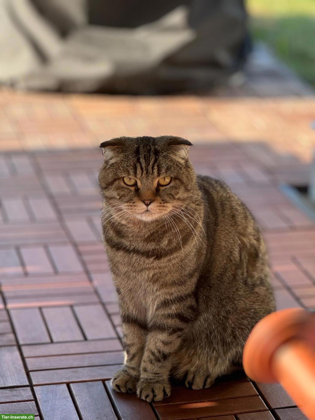 British Shorthair x Scottish Fold Kater sucht neues Zuhause