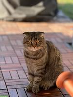 British Shorthair x Scottish Fold Kater sucht neues Zuhause