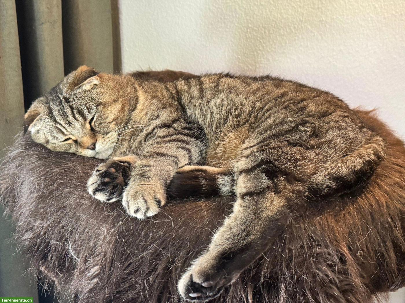Bild 2: British Shorthair x Scottish Fold Kater sucht neues Zuhause