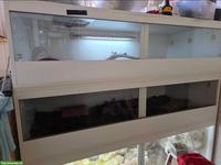 3 grosse Holzterrarien zu verkaufen