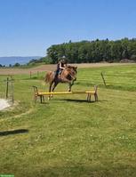 Suche eine liebe Reibeteligung 🫶🏻🐴
