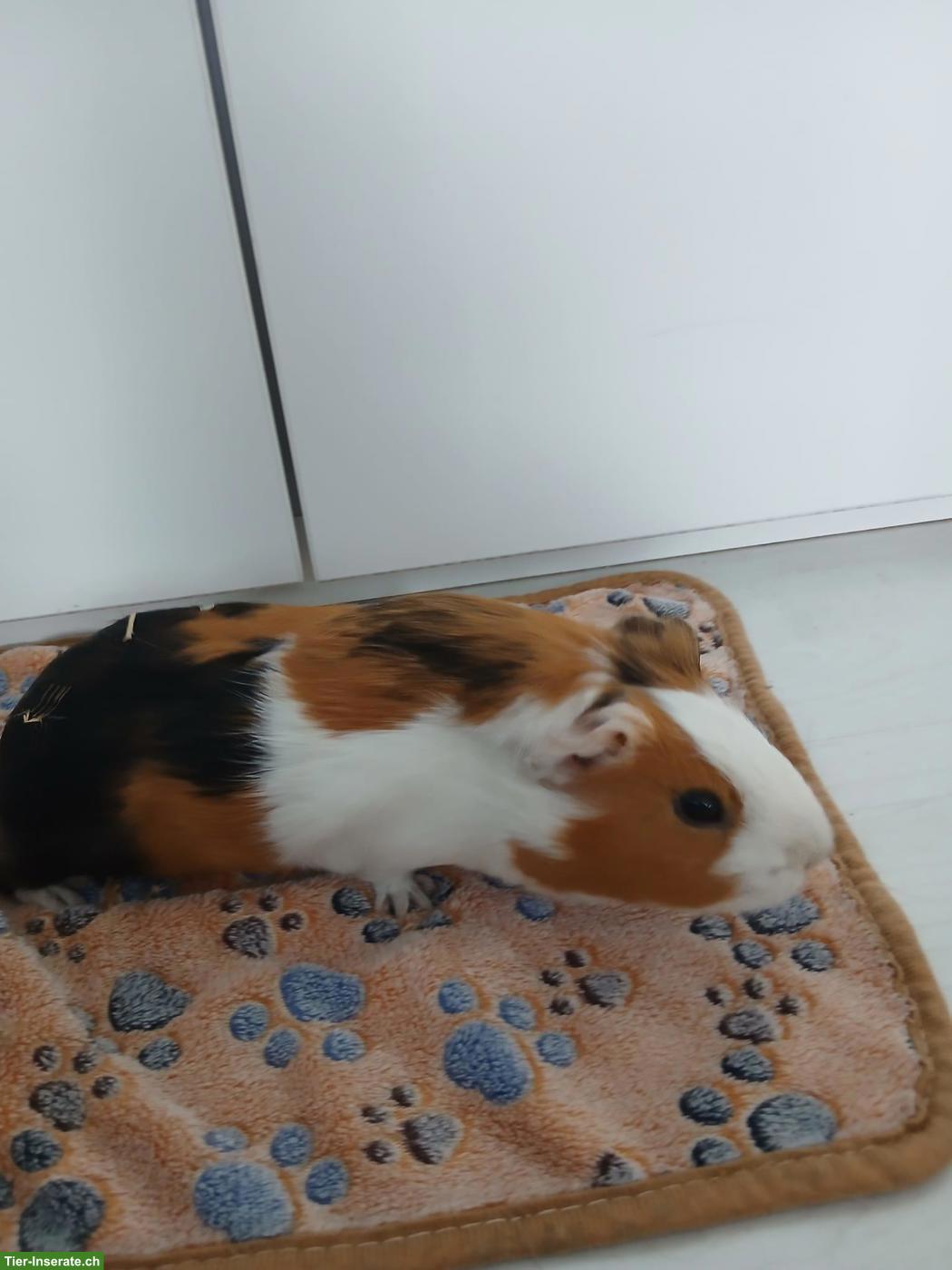 1-3 Glatthaar Meerschweinchen (weiblich) zu verkaufen