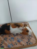 1-3 Glatthaar Meerschweinchen (weiblich) zu verkaufen