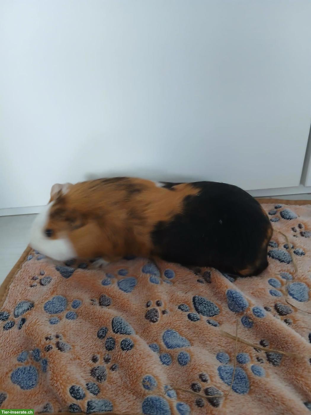 Bild 2: 1-3 Glatthaar Meerschweinchen (weiblich) zu verkaufen
