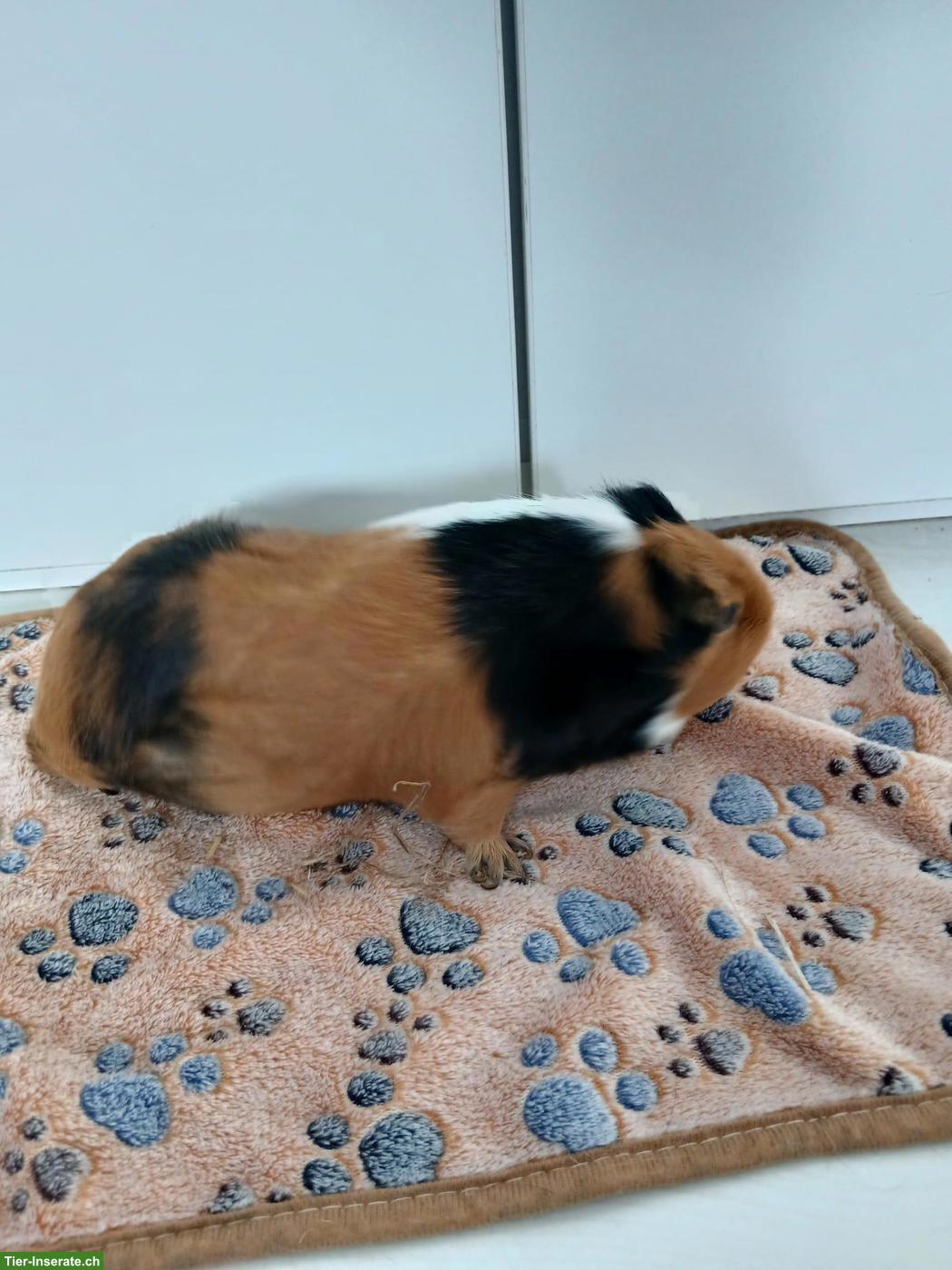 Bild 3: 1-3 Glatthaar Meerschweinchen (weiblich) zu verkaufen