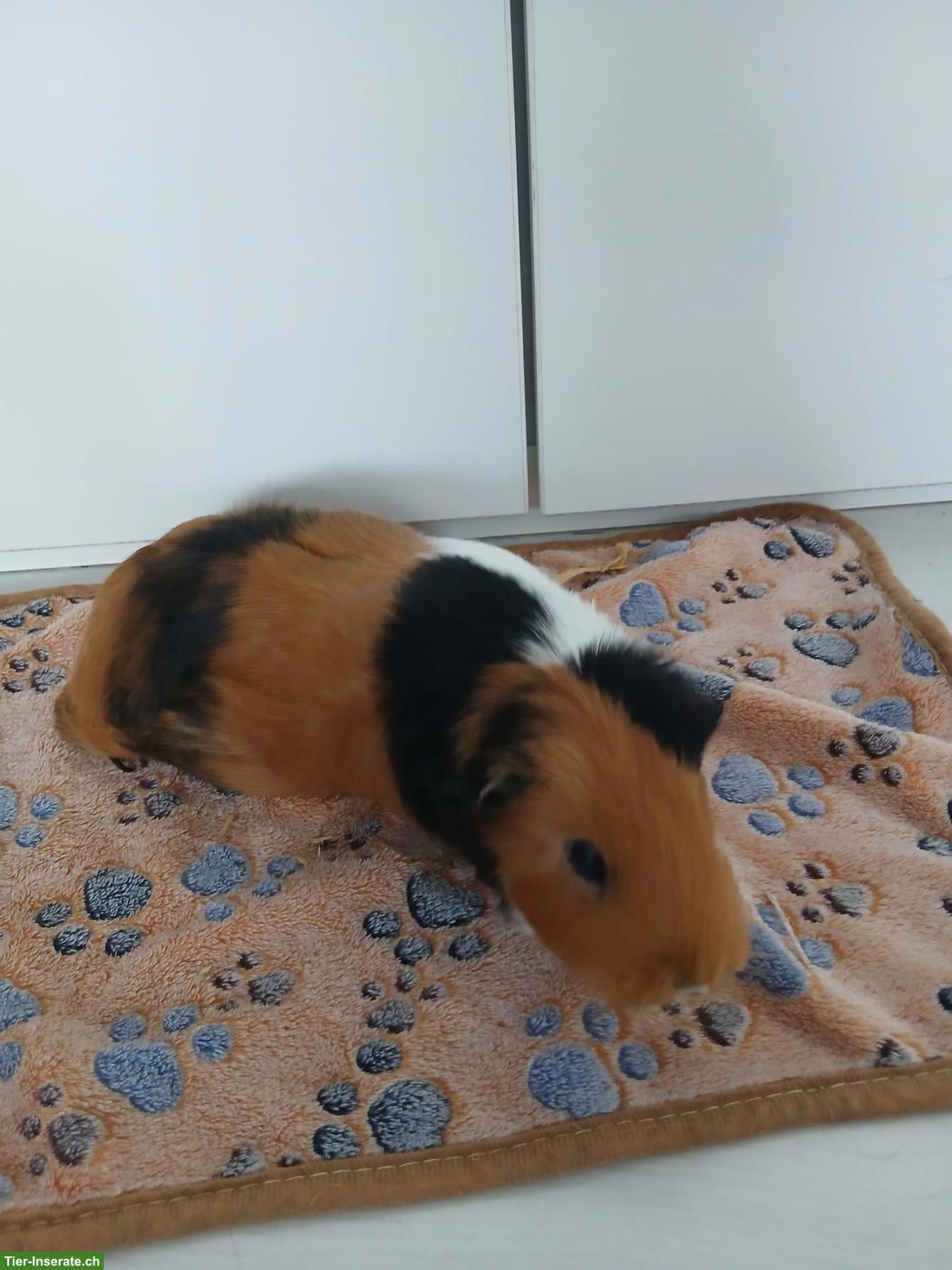 Bild 4: 1-3 Glatthaar Meerschweinchen (weiblich) zu verkaufen