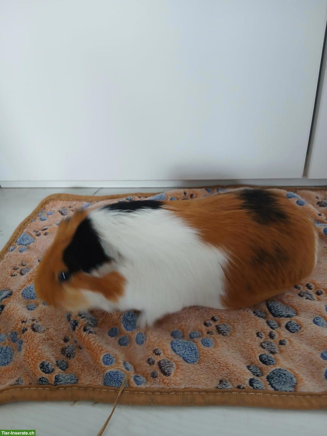 Bild 5: 1-3 Glatthaar Meerschweinchen (weiblich) zu verkaufen