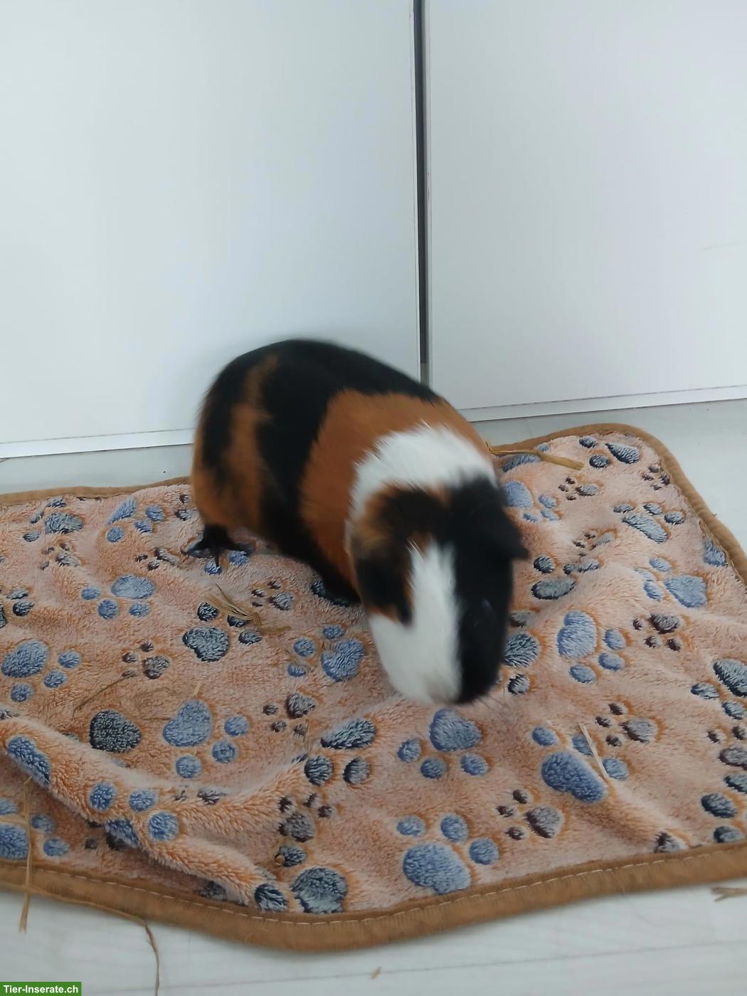 Bild 6: 1-3 Glatthaar Meerschweinchen (weiblich) zu verkaufen