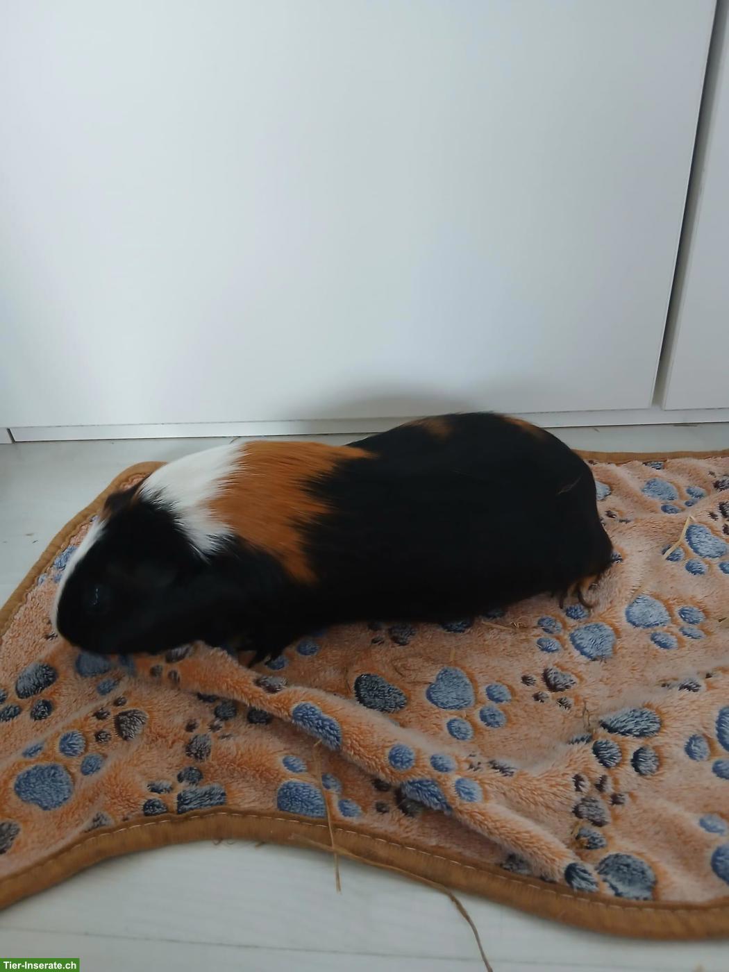 Bild 8: 1-3 Glatthaar Meerschweinchen (weiblich) zu verkaufen