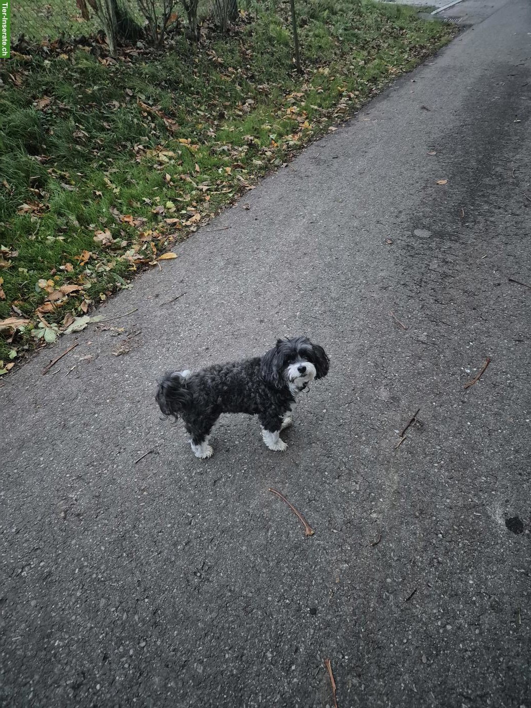 Bild 3: Hundebetreuung: verantwortungsvoll und erfahren 🐶🐾