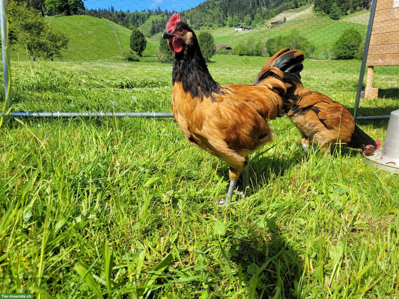 Bild 2: Junge Vorwerk Hähne, reinrassig