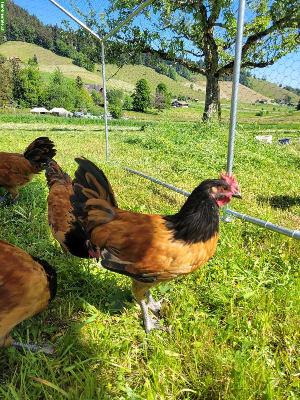 Bild 3: Junge Vorwerk Hähne, reinrassig
