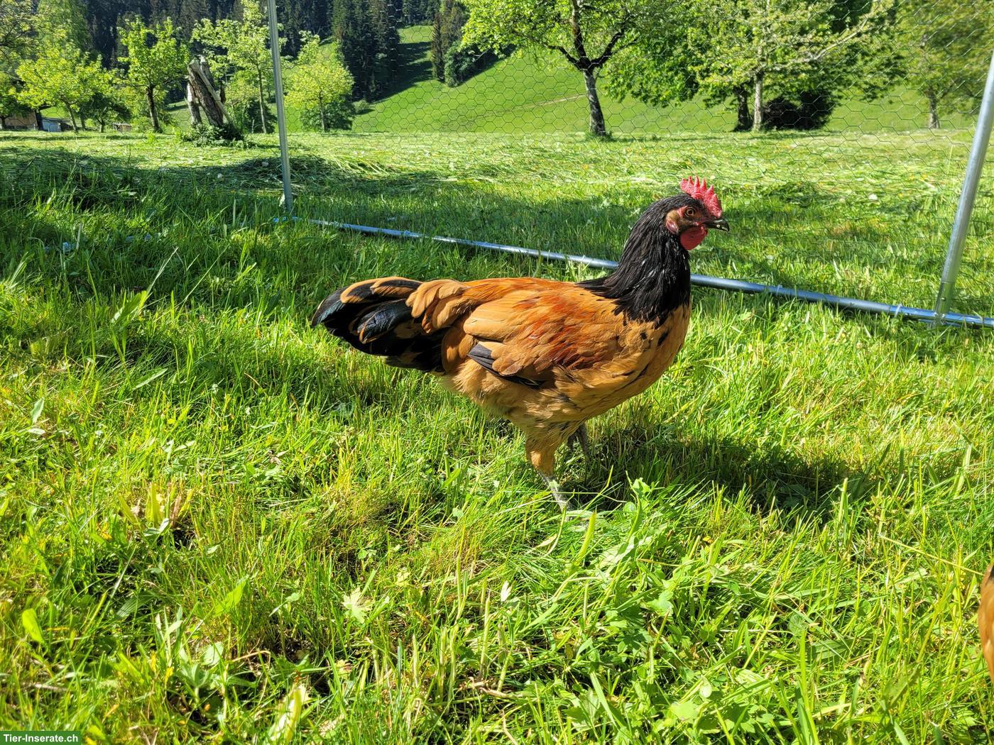 Bild 4: Junge Vorwerk Hähne, reinrassig