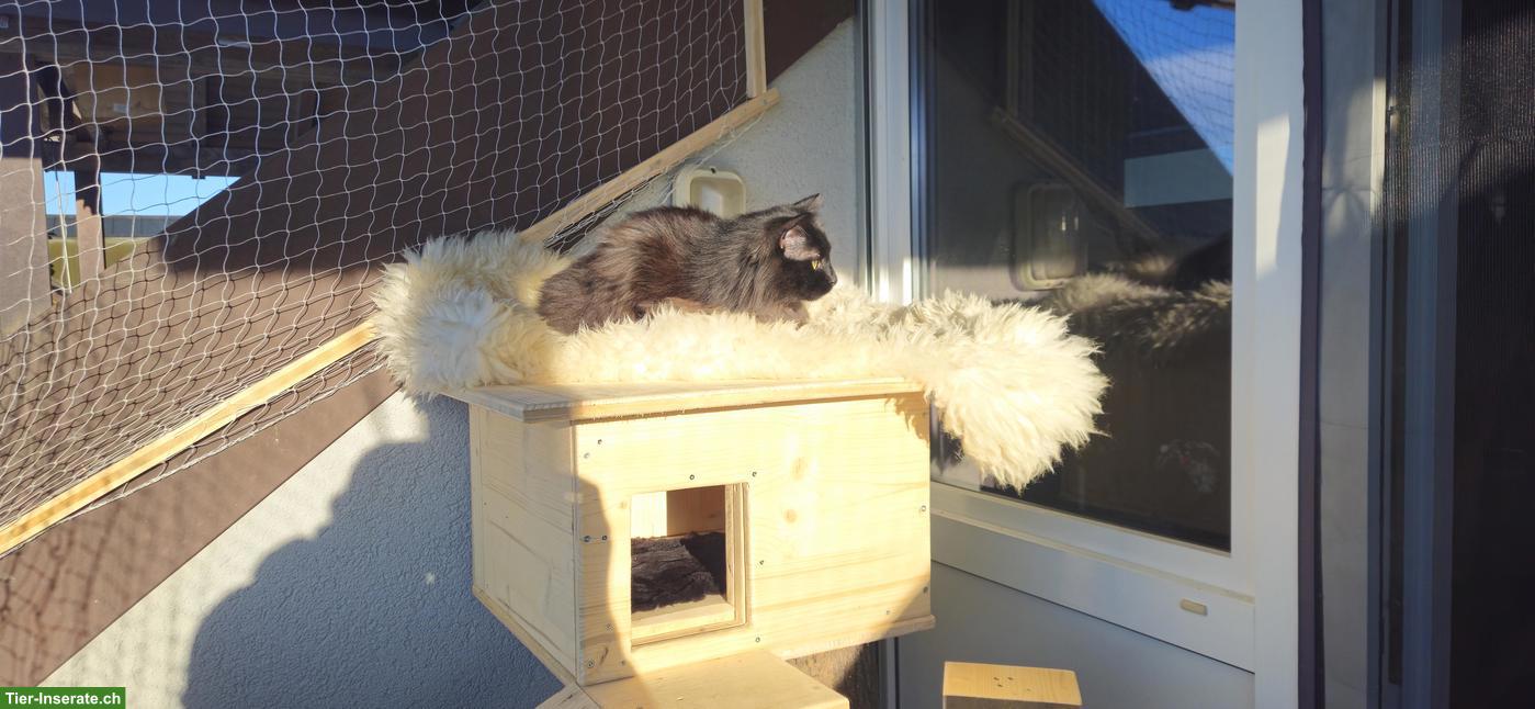 Schwarze Türkisch Angora Kätzin GESUCHT