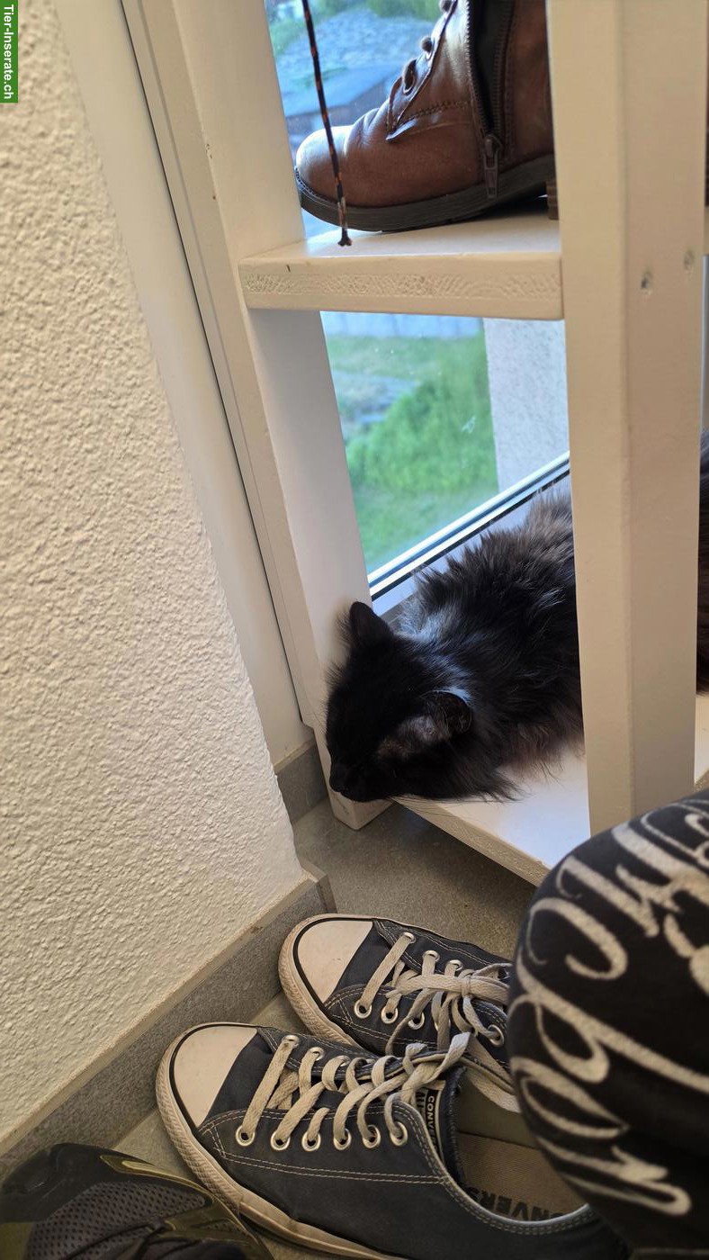 Bild 3: Schwarze Türkisch Angora Kätzin GESUCHT