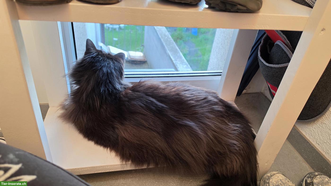 Bild 4: Schwarze Türkisch Angora Kätzin GESUCHT