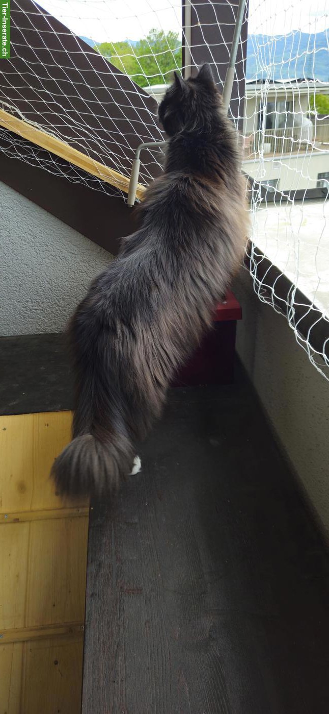 Bild 7: Schwarze Türkisch Angora Kätzin GESUCHT