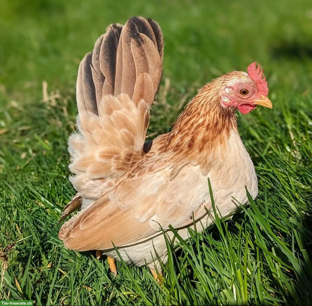 Serama Hennen, Hähne und Küken