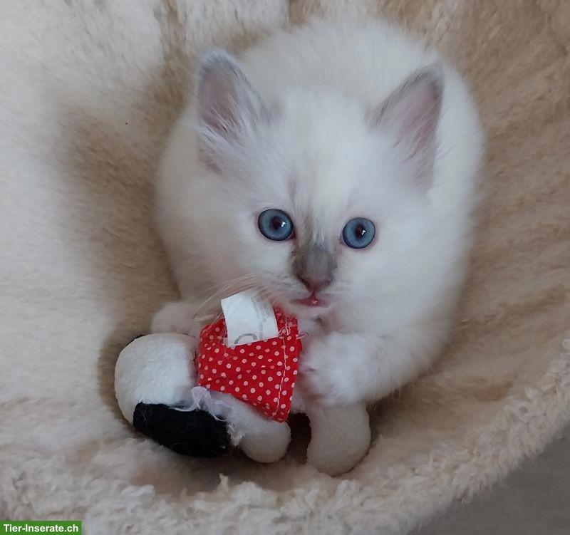 Junge Heilige Birma Katze