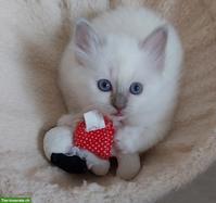 Junge Heilige Birma Katze