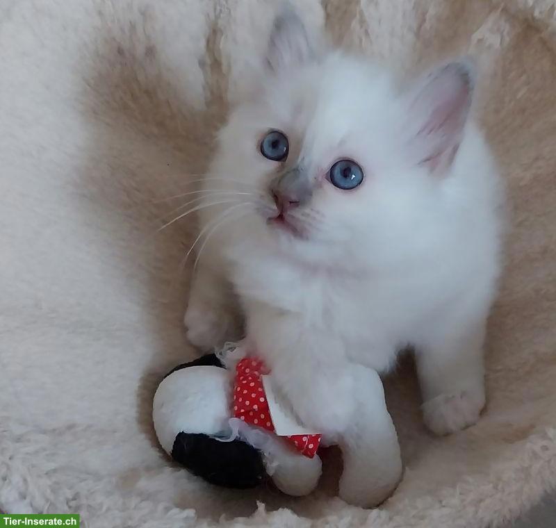 Bild 2: Junge Heilige Birma Katze